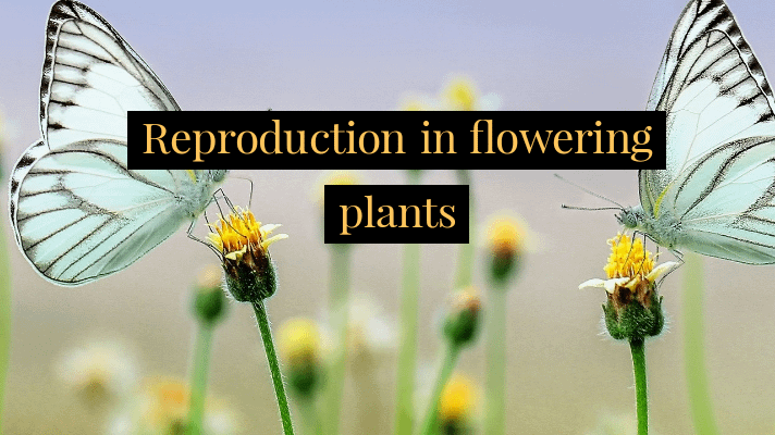 Reproduction In Flowering Plants Revision Notes STUDYPILL