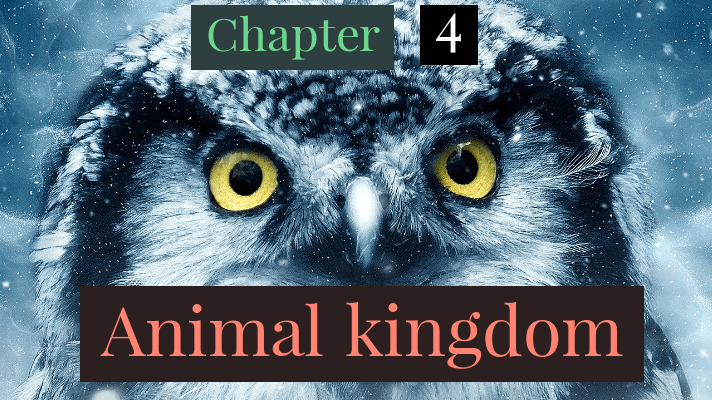 animal kingdom